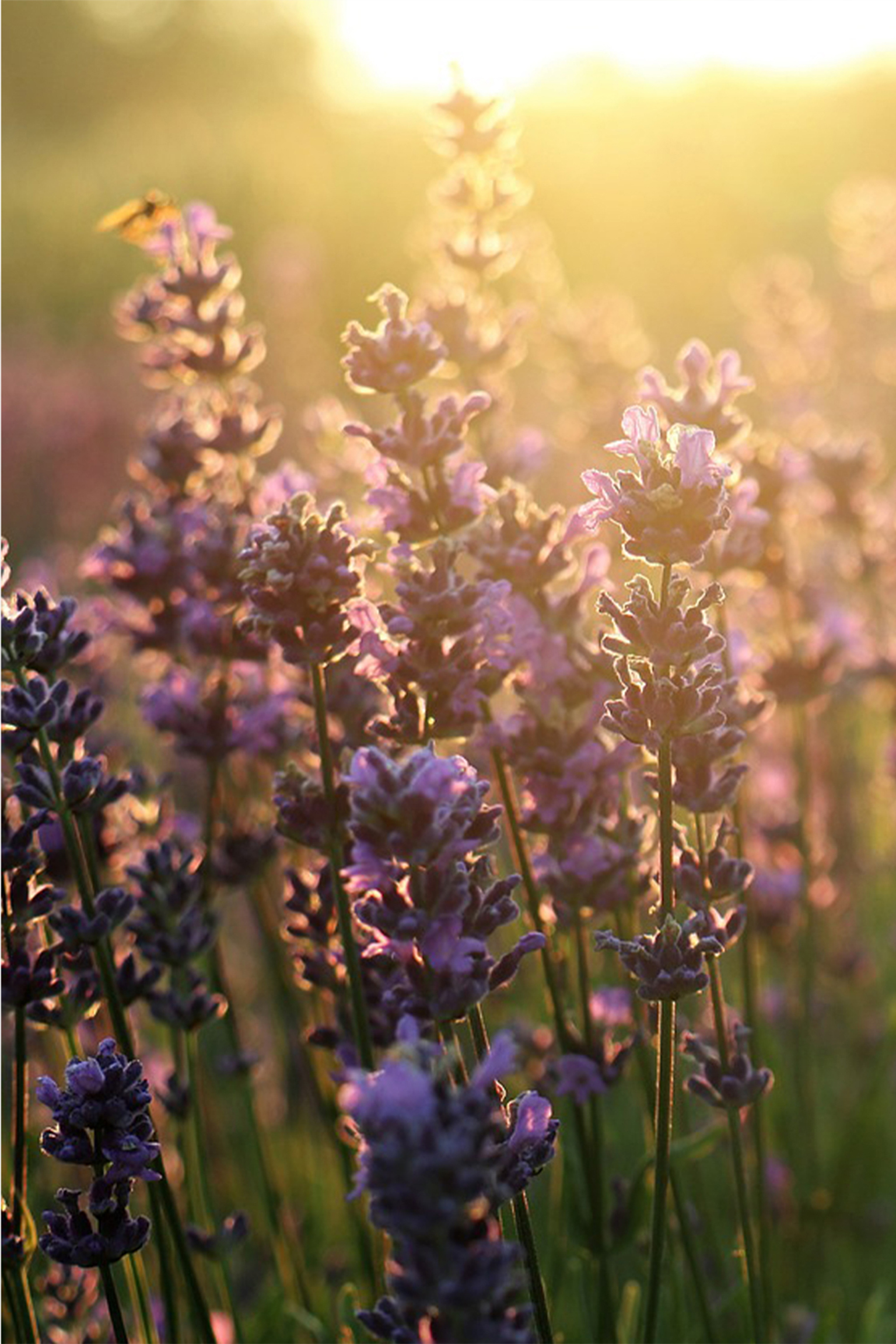 Fragrance